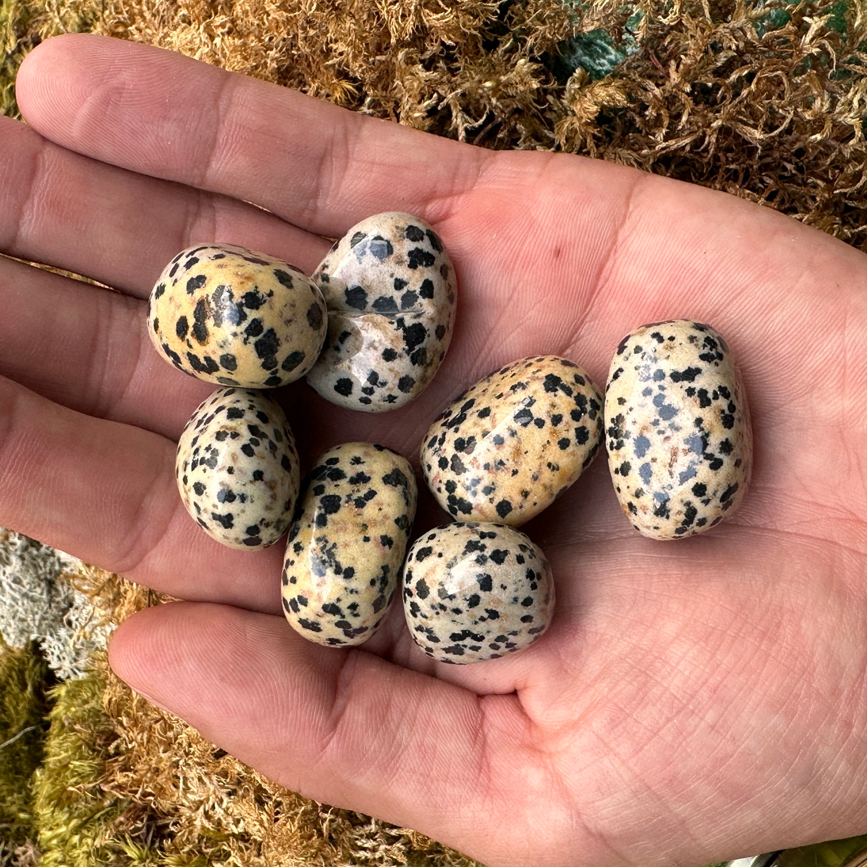 Pocket Size DALMATIAN JASPER